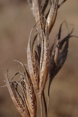 Tristachya biseriata