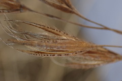 Tristachya biseriata