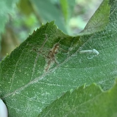 Caloptilia ostryaeella