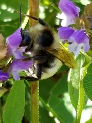 Bombus fervidus