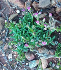 Trichodiadema calvatum