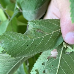 Caloptilia ostryaeella