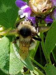 Bombus fervidus