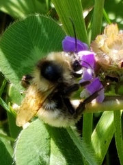 Bombus fervidus
