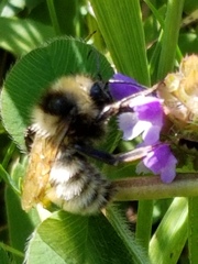 Bombus fervidus