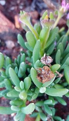 Trichodiadema calvatum