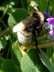 Bombus fervidus