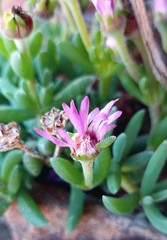 Trichodiadema calvatum