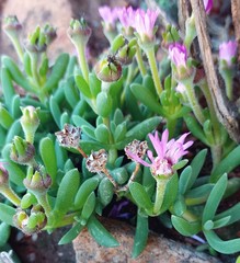 Trichodiadema calvatum