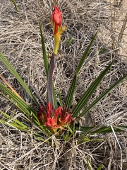 Babiana ringens australis