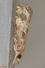 Euchromius gozmanyi