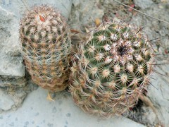 Echinocereus armatus