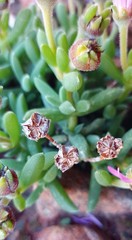 Trichodiadema calvatum