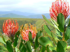 Leucospermum glabrum