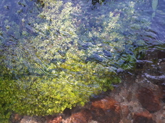 Hydrilla verticillata