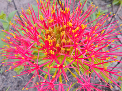 Scadoxus multiflorus multiflorus