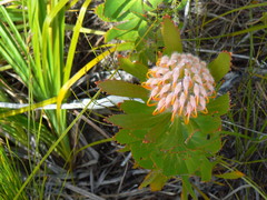 Leucospermum glabrum