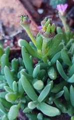 Trichodiadema calvatum