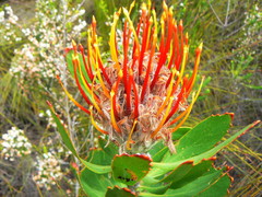 Leucospermum glabrum