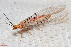 Italochrysa stigmatica