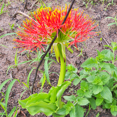 Scadoxus multiflorus multiflorus