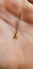 Enallagma pollutum