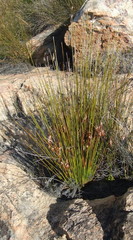 Thamnochortus papyraceus