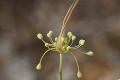 Allium flavum