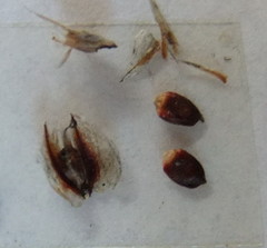 Thamnochortus papyraceus