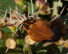 Lycus melanurus