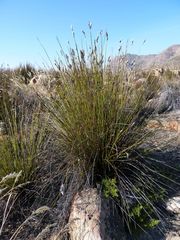Thamnochortus papyraceus