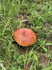 Boletus rubriceps
