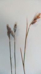 Thamnochortus papyraceus