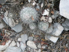 Neolloydia conoidea