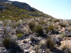 Thamnochortus papyraceus
