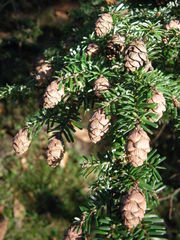 Tsuga diversifolia