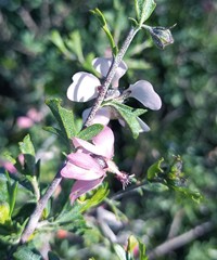 Anisodontea fruticosa