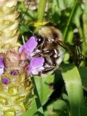 Bombus fervidus