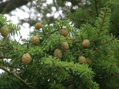 Tsuga diversifolia