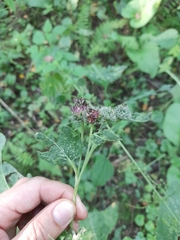 Arctium × ambiguum