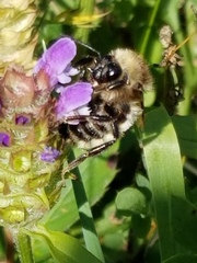 Bombus fervidus