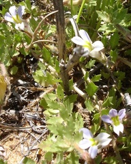Lobelia thermalis