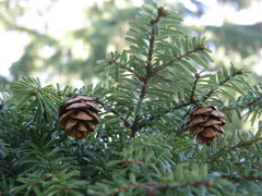 Tsuga diversifolia