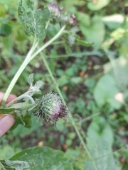 Arctium × ambiguum