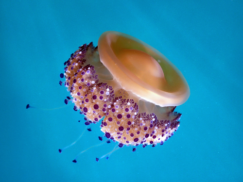 photo of Fried Egg Jelly (Cotylorhiza tuberculata)
