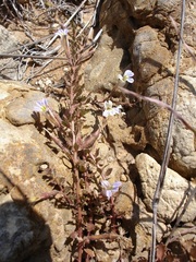 Lobelia thermalis