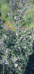 Anisodontea fruticosa