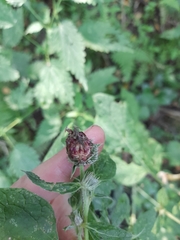 Arctium × ambiguum