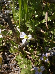 Lobelia thermalis