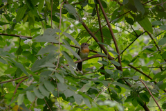 Cyornis sumatrensis